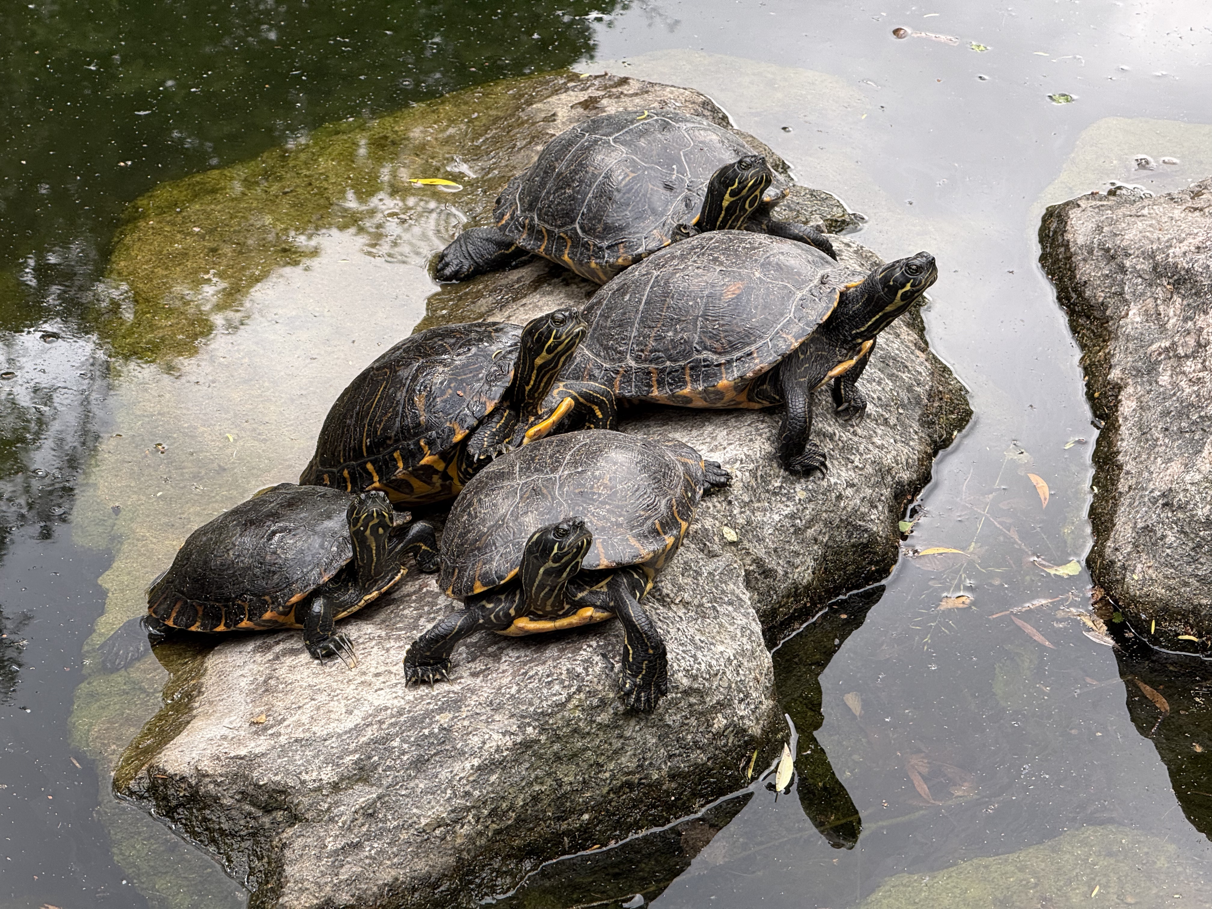 turtle huddle